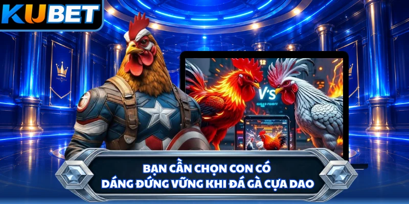 Bạn cần chọn con có dáng đứng vững khi đá gà cựa dao