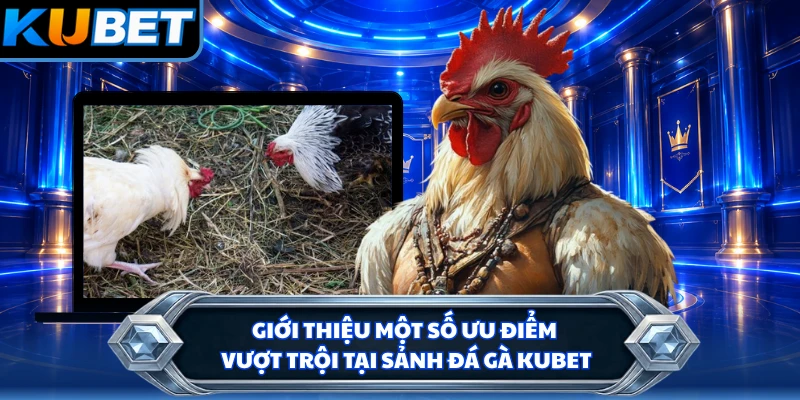 Giới thiệu một số ưu điểm vượt trội tại sảnh đá gà KUBET